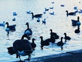 Ducks duckling lake duckpond swimming Royalty Free Stock Photo