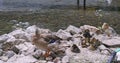 Ducks and ducklings cleans the feathers on the rock near the pond