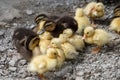 Ducks with ducklings