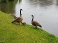 Ducks with ducklings on a lown near a pond Royalty Free Stock Photo