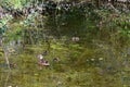 Ducks and Ducklings in Pond, Norfolk, England, UK