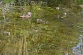 Ducks and Ducklings in Pond, Norfolk, England, UK