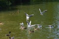 Ducks, ducklings and seagulls in the lake. Fighting birds