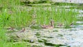 Ducks and ducklings swimming in the water in the wild, mallard in the swamp
