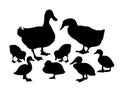 Ducks & Ducklings -Vector