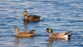 Ducks Royalty Free Stock Photo