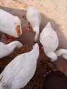 Ducks eating the food