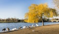 Sunny Autumn day in Hyde Park, London Royalty Free Stock Photo