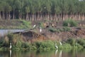 Ducks and Egrets just hanging out on duck island