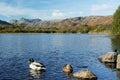 Ducks on Elterwater Royalty Free Stock Photo