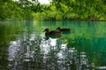 Ducks on emerald waters