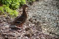 Ducks family in nest in border river Royalty Free Stock Photo