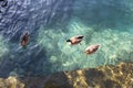 Ducks` family promenade