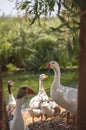 Ducks family at riverside