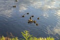 Ducks family walk kindergarten river cloud reflections summer children Royalty Free Stock Photo