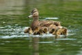 Ducks family on water surface