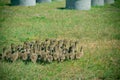 Ducks in farm and cage Royalty Free Stock Photo
