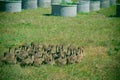 Ducks in farm and cage Royalty Free Stock Photo