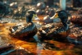 Ducks with feathers covered in oil in water polluted with waste and debris. The problem of waste water discharge and oil spills in Royalty Free Stock Photo