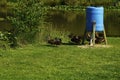 Ducks on a Fishing Lake