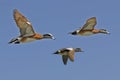 Ducks in Flight Royalty Free Stock Photo