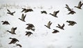 Ducks in Flight Royalty Free Stock Photo