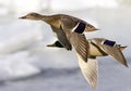 Ducks in flight