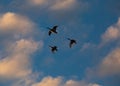 Ducks in Flight Silhouetted by the Setting Sun Royalty Free Stock Photo