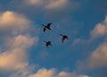Ducks in Flight Silhouetted by the Setting Sun Royalty Free Stock Photo