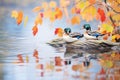 ducks beside floating autumn leaves