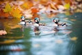 ducks beside floating autumn leaves