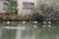 Ducks floating on Camden town Regent canal, in London