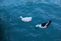 Ducks floating in the sea Royalty Free Stock Photo