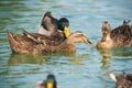 Ducks floating on water in the lake in city park in sunny day. Close up portraits of water birds Royalty Free Stock Photo