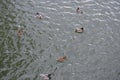 Ducks floating on the water Royalty Free Stock Photo