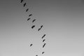 Ducks flying in formation in the sky for annual migration Royalty Free Stock Photo