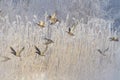 Ducks flying in frosty winter morning on foggy river