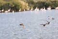 Ducks flying over a lake pond in La Camargue wetlands Royalty Free Stock Photo