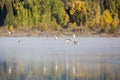 Ducks Flying Over Two Oceans Lake Royalty Free Stock Photo