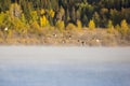 Ducks Flying Over Two Oceans Lake Royalty Free Stock Photo