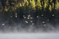 Ducks Flying Over Two Oceans Lake Royalty Free Stock Photo