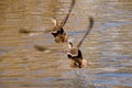 Ducks flying together Royalty Free Stock Photo