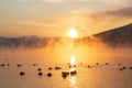 Ducks on a foggy winter river