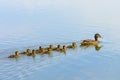 Cute ducklings duck babies following mother in a queue,lake,symbolic figurative harmonic peaceful animal family