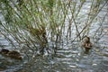 Ducks foraging