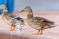 Two ducks are standing on a harbor wall Royalty Free Stock Photo