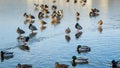 Ducks on a frozen city lake, some searching for food while others swim in open water, creating a scene of winter wildlife Royalty Free Stock Photo