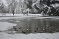 Ducks on the frozen lake in Jephson Gardens, Leamington Spa, UK - 10 december 2017