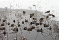 Ducks on a frozen lake - RAW format Royalty Free Stock Photo