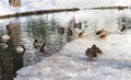 Ducks on a frozen lake - RAW format Royalty Free Stock Photo